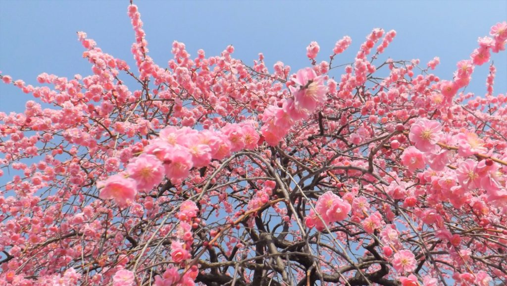 7 Favorite flowers in Japan Wabisabi english