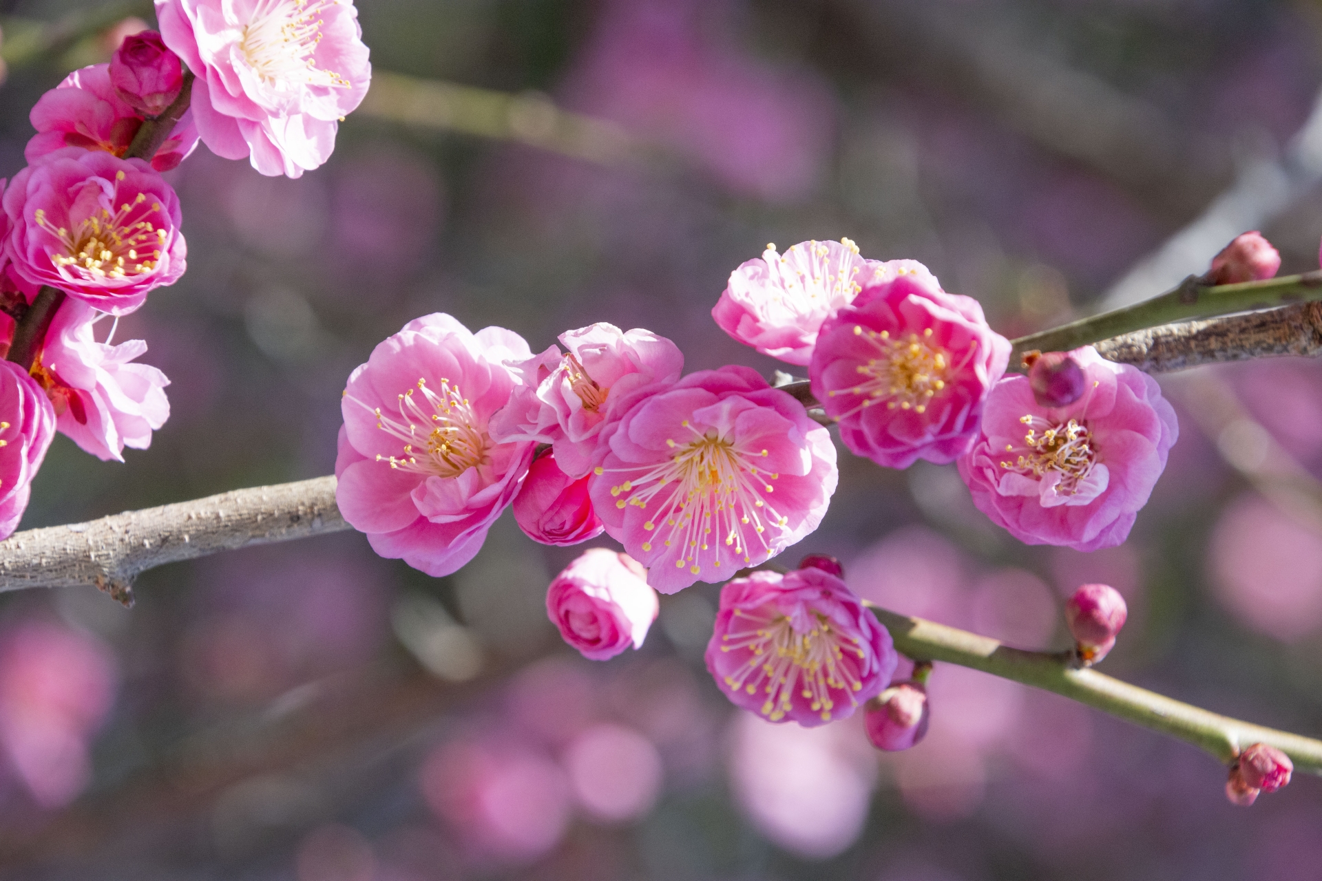 Hoa mơ – biểu tượng của mùa xuân Nhật Bản(Phần 2)