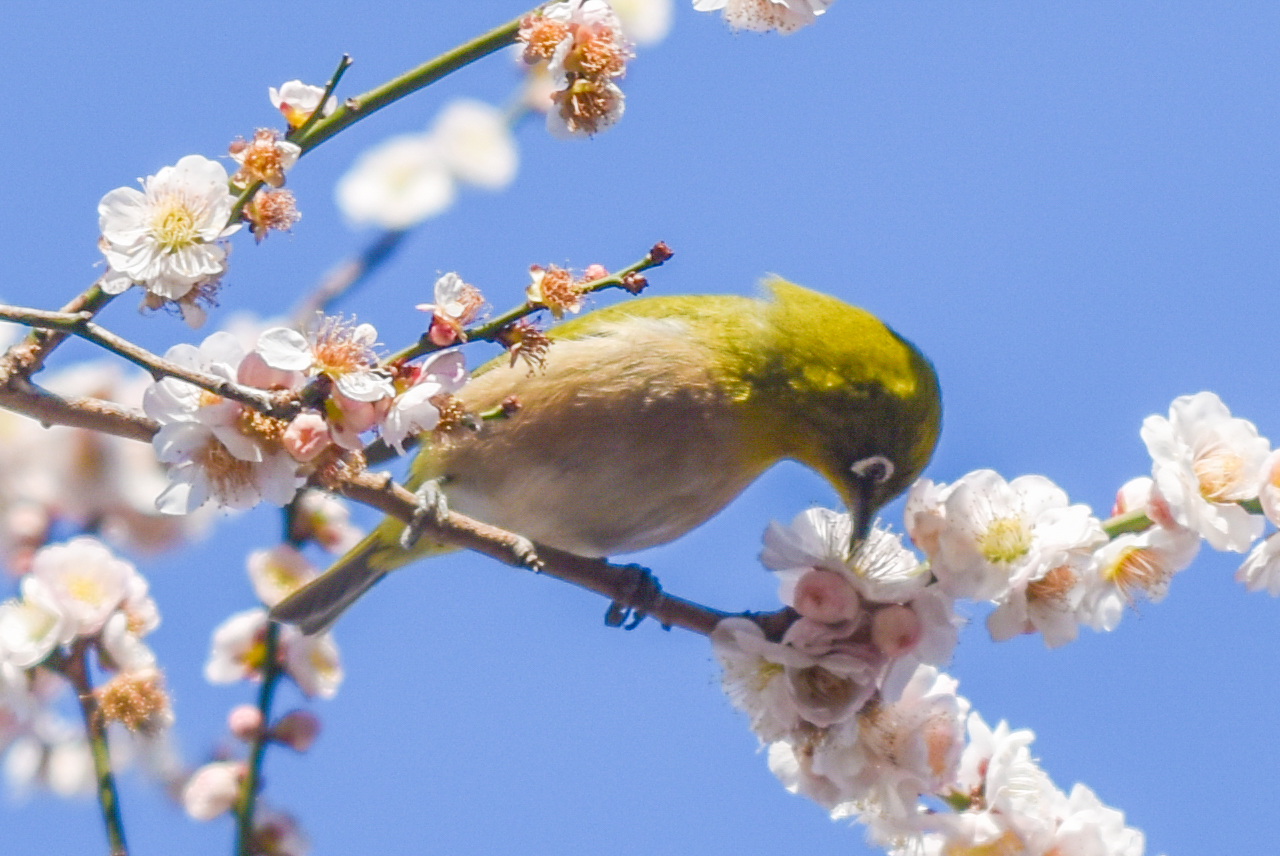 Hoa mơ – biểu tượng của mùa xuân Nhật Bản(Phần 1)
